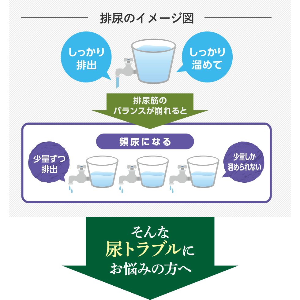 【排尿のイメージ図】しっかり溜めてしっかり排出 排尿筋のバランスが崩れると 少量しか溜められない 少量ずつ排出 頻尿になる　そんな尿トラブルにお悩みの方へ