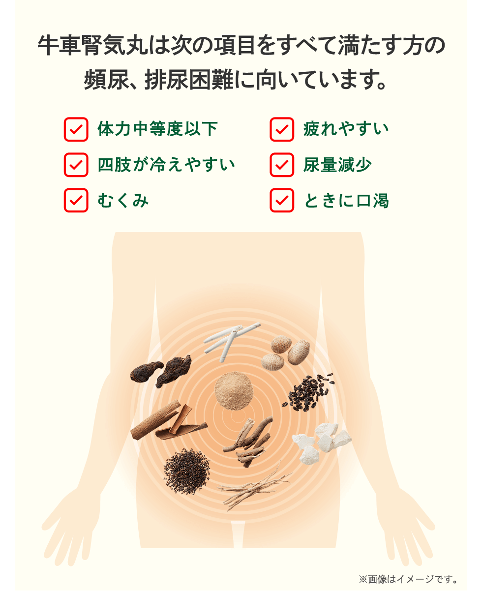 牛車腎気丸は次の項目をすべて満たす方の頻尿、排尿困難に向いています。「体力中等度以下」「四肢が冷えやすい」「むくみ」「疲れやすい」「尿量減少」「ときに口渇」