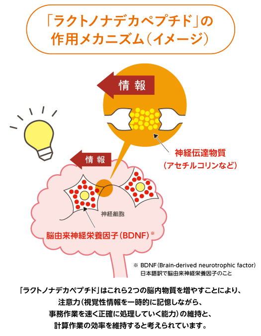 ものごとを忘れやすいと感じている健常な中高年の方に ラクトノナデカペプチド 配合の すらすらケア カルピス健康通販